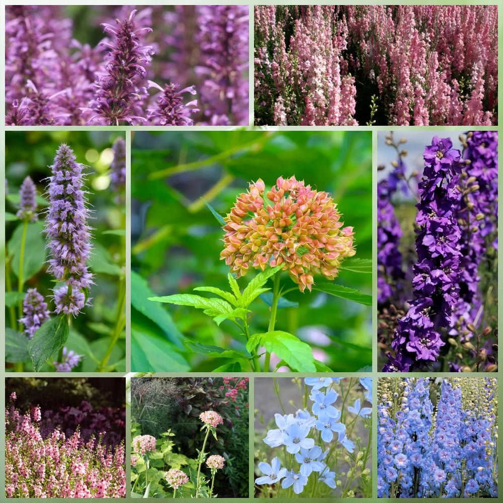 Wildflower Seeds - Cold Resistant Tall Plant Mix Includes Blanket Flower, Lychnis, Agastache Rugosa,etc - Verdseeds